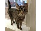 Adopt Missy a Gray or Blue Domestic Shorthair / Mixed cat in Buffalo