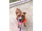 Adopt Zack a Brown/Chocolate American Pit Bull Terrier / Mixed dog in Brooklyn