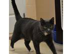 Adopt Alex a Gray or Blue Domestic Shorthair / Mixed cat in Waynesboro