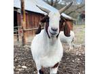 Adopt Blinkin a Goat farm-type animal in Jacksonville, OR (27608607)