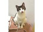 Adopt Gamma a White Domestic Shorthair / Domestic Shorthair / Mixed cat in