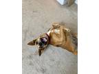 Adopt Chevelle a Red/Golden/Orange/Chestnut - with Black Black Mouth Cur / Mixed