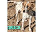 Adopt DEUCE a White - with Tan, Yellow or Fawn Labrador Retriever / Hound