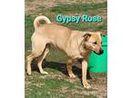 Adopt Gypsy Rose a Tan/Yellow/Fawn Labrador Retriever / Basset Hound / Mixed dog