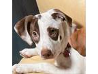 Adopt Dotty a White - with Tan, Yellow or Fawn Mixed Breed (Medium) / Mixed