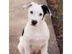 Adopt Dido a White - with Tan, Yellow or Fawn Mixed Breed (Medium) / Mixed Breed