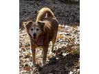 Adopt Rusty a Red/Golden/Orange/Chestnut Border Collie / Mixed dog in Columbia