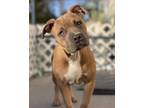 Adopt Remi a Brown/Chocolate American Staffordshire Terrier / Mixed dog in