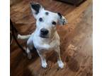 Adopt Dottie a White Mixed Breed (Large) / Mixed dog in Oklahoma City