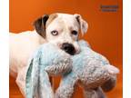 Adopt Phil a White American Pit Bull Terrier / Mixed dog in Kokomo