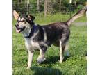 Adopt Athena a Black Husky / Shepherd (Unknown Type) / Mixed dog in Callao