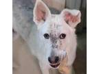 Adopt Takini a White - with Tan, Yellow or Fawn Mixed Breed (Large) / Mixed dog