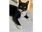 Adopt Alanis a Black & White or Tuxedo Domestic Shorthair (short coat) cat in