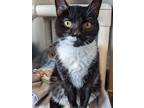 Adopt Alanis a Black & White or Tuxedo Domestic Shorthair (short coat) cat in