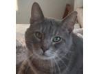 Adopt Murphy a Gray, Blue or Silver Tabby Domestic Shorthair (short coat) cat in