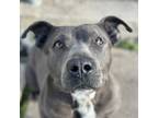 Adopt Lil Mama a Gray/Blue/Silver/Salt & Pepper Mixed Breed (Large) / Mixed dog