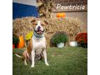 Adopt Pawtricia* a Tan/Yellow/Fawn Mixed Breed (Medium) / Mixed dog in Anderson