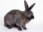 Adopt Junior a Black Satin / Mixed (short coat) rabbit in Kingston