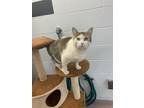 Adopt Shelby a Brown Tabby Domestic Shorthair / Mixed Breed (Medium) / Mixed