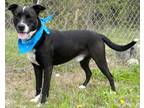 Adopt Dexter a Black Mixed Breed (Medium) / Mixed dog in Jeffersonville