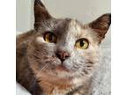 Adopt Dolly a Calico or Dilute Calico Domestic Shorthair / Mixed cat in Buffalo