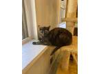 Adopt Sulcata a Domestic Shorthair / Mixed (short coat) cat in Bourbonnais