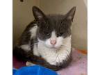 Adopt HAZEL a Domestic Shorthair / Mixed (short coat) cat in Battle Creek