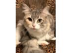Adopt Kelsey a Domestic Longhair / Mixed (long coat) cat in Hampton