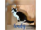 Adopt Andy Taylor a Domestic Shorthair / Mixed (short coat) cat in Ft.