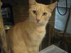 Adopt Bingo (Sponsored) a Domestic Shorthair / Mixed (short coat) cat in