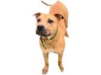 Adopt Macy a Tan/Yellow/Fawn - with Black Mixed Breed (Medium) / Mixed dog in