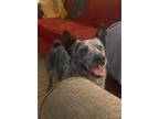 Adopt Possum (Blue) a Cattle Dog / Mixed dog in St. Francisville, LA (35289259)