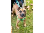 Adopt Dewey V (foster) a Brown/Chocolate American Pit Bull Terrier / Mixed dog