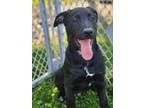 Adopt Cilantro a Labrador Retriever / Australian Shepherd / Mixed dog in