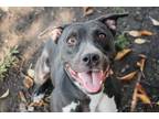 Adopt Dizzy a Pit Bull Terrier