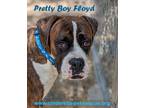 Adopt Pretty Boy Floyd a Brindle Boxer / Mixed dog in Mission, TX (35094327)