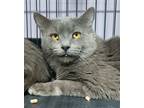 Adopt Button a Gray or Blue Domestic Mediumhair / Mixed (long coat) cat in
