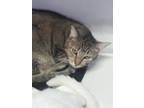 Adopt Whisper a Abyssinian / Mixed (short coat) cat in Ft.