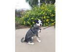 Adopt Shasta a Australian Shepherd / Australian Cattle Dog dog in Fallbrook