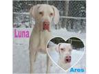 Adopt Luna (22-107 with Ares) a White Great Dane / Mixed dog in Inver Grove