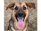 Adopt TOMY (Turkey) mt a Tan/Yellow/Fawn - with Black German Shepherd Dog dog in