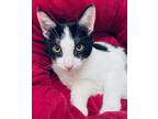 Adopt Domino a American Shorthair / Mixed cat in Calimesa, CA (32970590)
