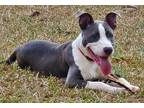 Adopt Tyler a Gray/Silver/Salt & Pepper - with White American Pit Bull Terrier /