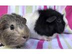 Adopt Panorama ( bonded to Joven) a Yellow Guinea Pig small animal in Imperial