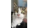 Adopt Felicity TCC a Brown Tabby Domestic Shorthair / Mixed (short coat) cat in