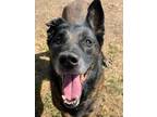Adopt Duvel a Belgian Malinois / Mixed dog in Tallulah, LA (37771301)