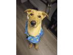 Adopt Marlene a Tan/Yellow/Fawn Golden Retriever / Labrador Retriever / Mixed