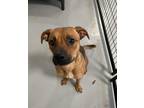 Adopt Miss Merry a Black Mouth Cur, Pit Bull Terrier