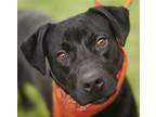 Adopt KIKI a Labrador Retriever, Rottweiler