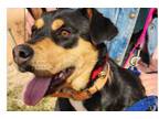 Adopt Margaret's Clancy a Rottweiler, Shepherd